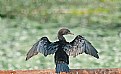 Picture Title - Little Cormorant