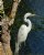 Great White Egret By The Lake