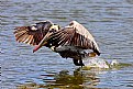 Picture Title - Brown Pelican