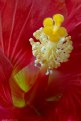 Picture Title - Hibiscus Stacked