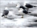 Picture Title - Cold Birds