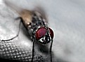 Picture Title - ...