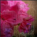 Picture Title - wall poem