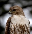 Picture Title - Red-Tailed Hawk (immature) II