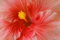 Picture Title - Hibiscus Obsession