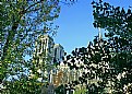 Picture Title - Trees & Cathedral