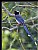 B133 (Blue Magpie)