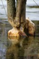 Picture Title - Beaver at Work