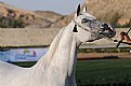 Picture Title - Grass and horses