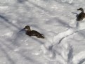 Picture Title - Snowducking