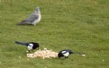 Picture Title - Magpies first