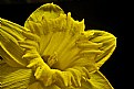 Picture Title - deep throat -daffodil