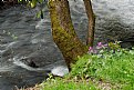 Picture Title - Phlox & Creek