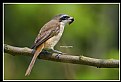 Picture Title - B134 (Brown Shrike)