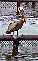 Picture Title - Old Pelican