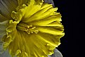 Picture Title - crinkley daff