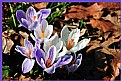 Picture Title - Crocus Flower