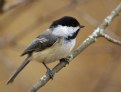 Picture Title - Ottawa Chickadee