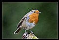 Picture Title - Robin