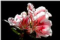 Picture Title - Azalea