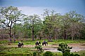 Picture Title - Elephant Ride