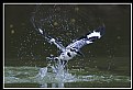 B135 (Pied Kingfisher)