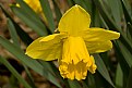 Picture Title - Wild Daffodil