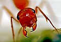 Picture Title - ...