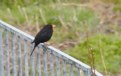 Picture Title - blackbird