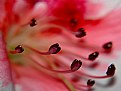 Picture Title - Flower and sperma