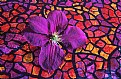 Picture Title - Purple Clematis 3