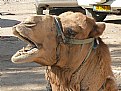 Picture Title - Yawning camel