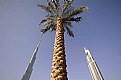 Picture Title - the burj-dates tree and the address