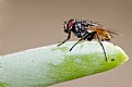 Picture Title - macro