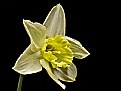 Picture Title - pale daff