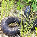 Picture Title - Scaly Curve