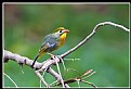 Picture Title - B137 (Red-billed Leiothrix)