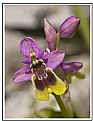 Picture Title -  Torcal Orchid