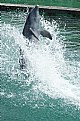 Picture Title - Surfing Dolphin