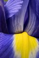 Picture Title - Blue Iris