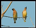 Picture Title - Waxwing