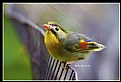 Picture Title - B138 (Red-billed Leiothrix)