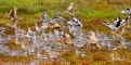 Picture Title - Bodega Bay Rush Hour II