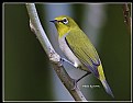Picture Title - B139 (Japanese White-eye)
