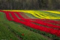 Picture Title - Tulip Waves