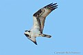 Picture Title - Osprey