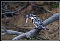 Picture Title - B140 (Pied Kingfisher)