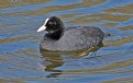 Picture Title - Eurasian Coot