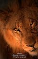 Picture Title - Lion (Panthera leo)