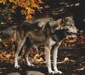 Picture Title - Ontario Wolf